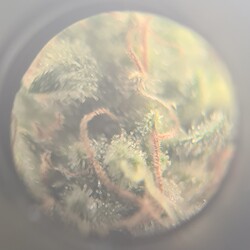 Growreport Bild 1
