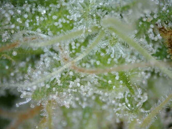 20250610-trichome05
