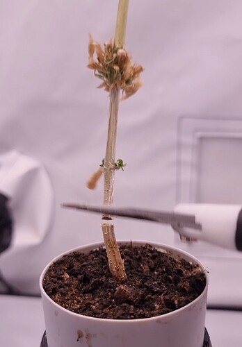 Screenshot_20240329_073855_Gallery