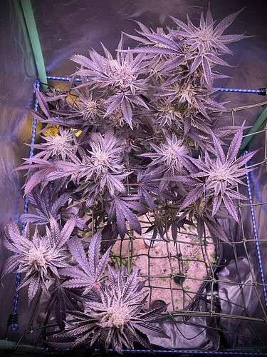 Growreport Bild 11