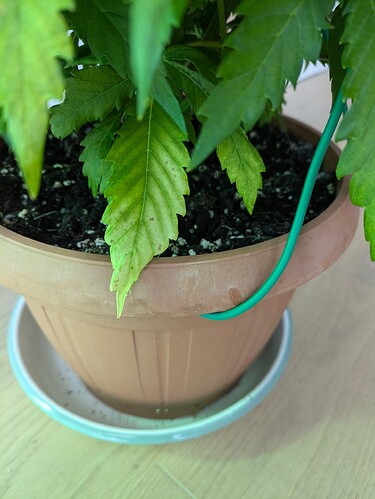 Growreport Bild 7