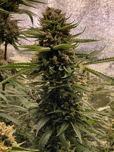 Growreport Bild 3