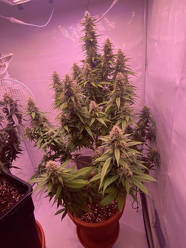 Growreport Bild 17