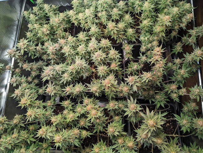 Growreport Bild 2