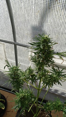 Growreport Bild 5