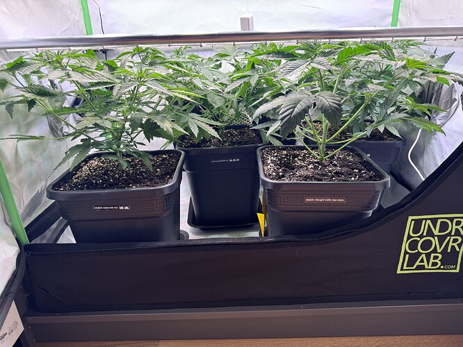 Growreport Bild 7