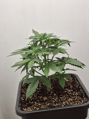 Growreport Bild 53