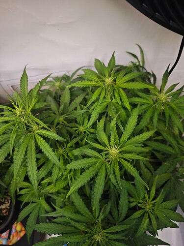 MVIMG_20251019_223825