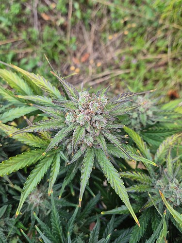Growreport Bild 19