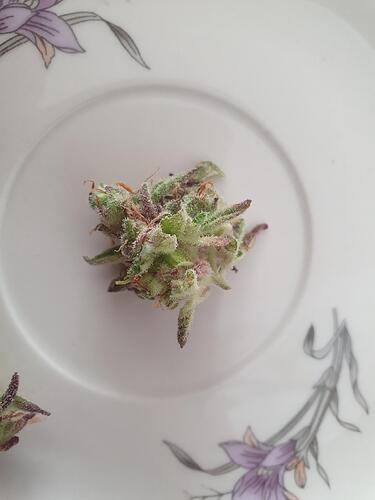 Growreport Bild 14