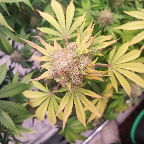 Growreport Bild 95