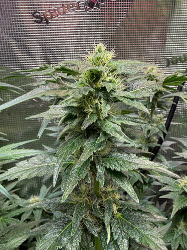 Growreport Bild 34