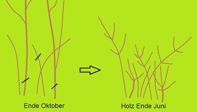 neue Äste