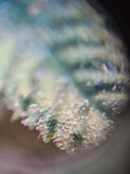 Growreport Bild 5