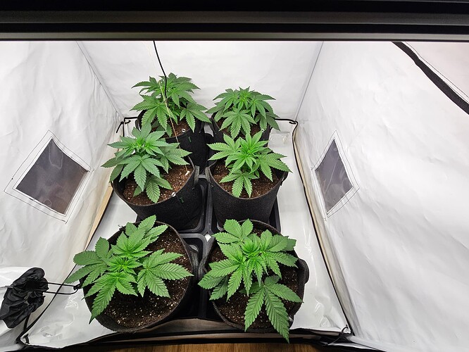Growreport Bild 3