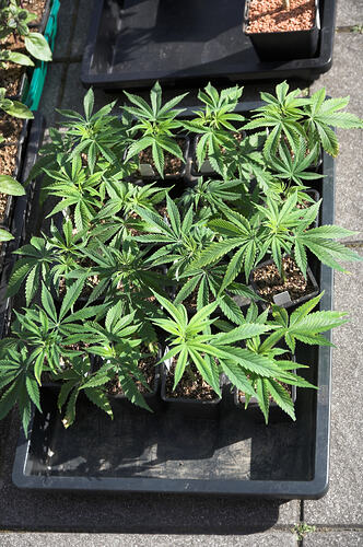 22 Cuttings 1rd