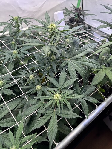 Growreport Bild 9