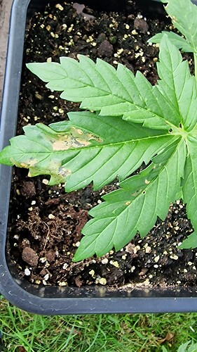 Growreport Bild 1