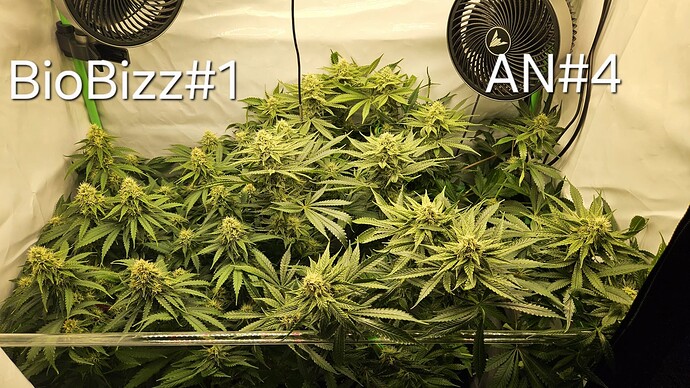 Growreport Bild 1