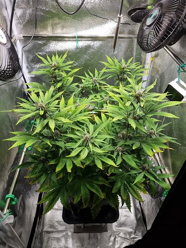 Growreport Bild 7