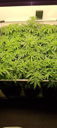 594319642_122216189336293599_6136166030015210828_n