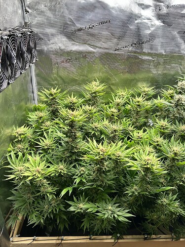 Mehrere blühende Cannabispflanzen in einem Zelt mit Lüftern an der Decke.