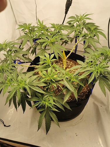 Growreport Bild 5