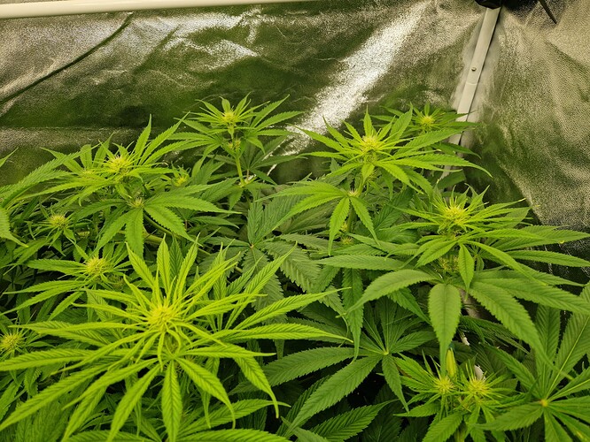 Growreport Bild 2