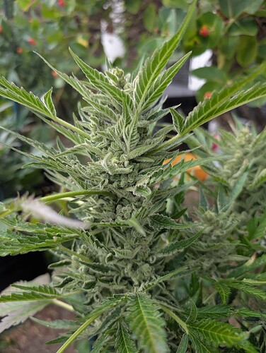 Growreport Bild 3