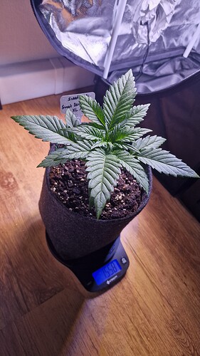 16.04 Sweet Zenzation