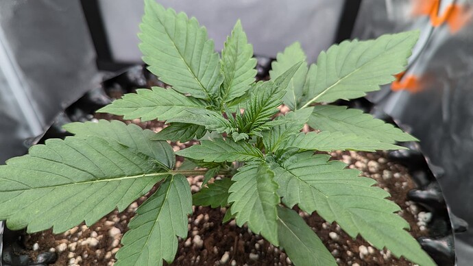 PXL_20240712_091018842.MP