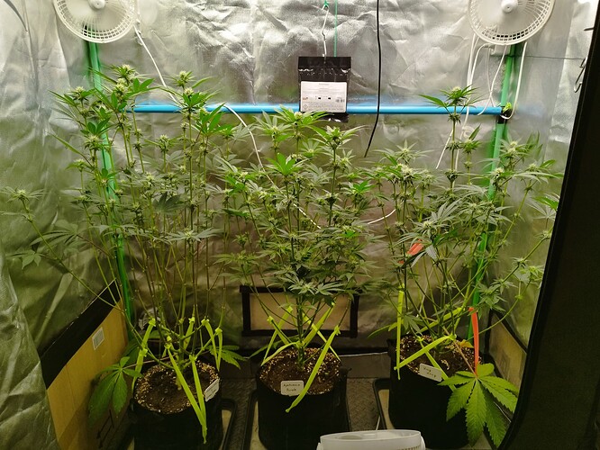 Growreport Bild 12