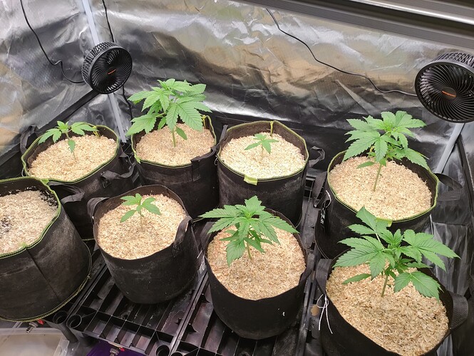Growreport Bild 16