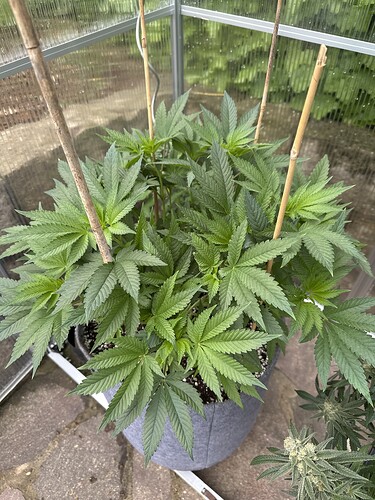 Growreport Bild 15