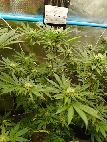 Growreport Bild 5