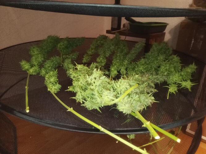 Growreport Bild 7