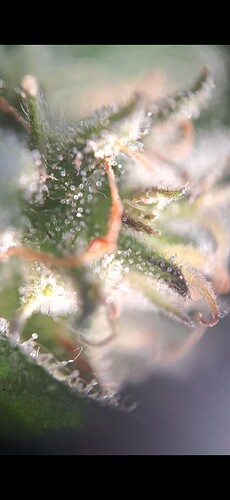 Screenshot_20240612_192923_Gallery