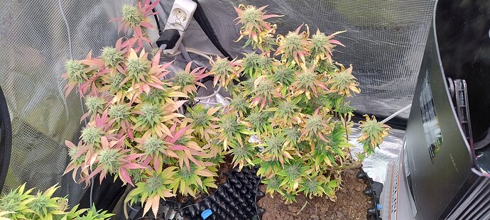 IMG_20251217_202807582_HDR