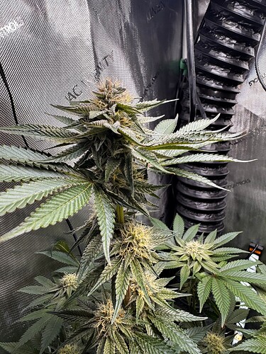 Growreport Bild 1