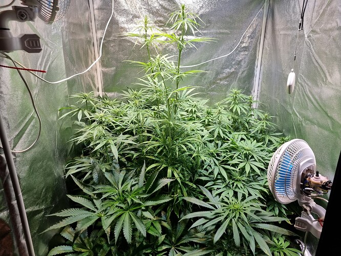 Eine Cannabis-Pflanze in der Wachstumsphase in einem Zelt, mit zwei Ventilatoren und Beleuchtung.