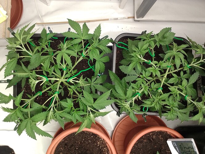Growreport Bild 3