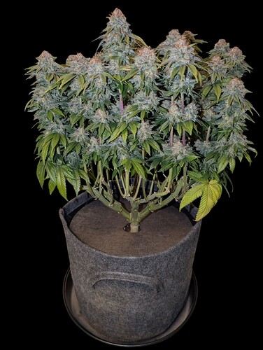Growreport Bild 21