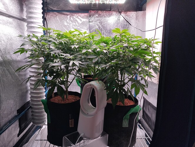 IMG_20250112_205653 - Kopie