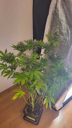 Eine blühende Cannabispflanze in einem schwarzen Topf, beschriftet mit 'O2'.