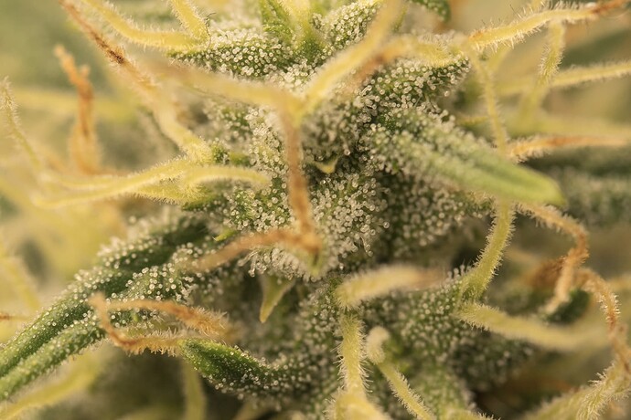 Growreport Bild 3