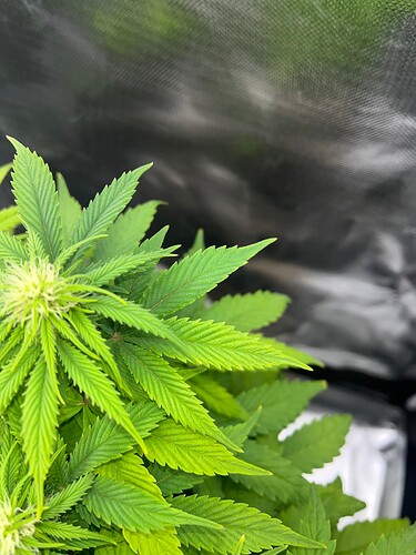 Growreport Bild 3