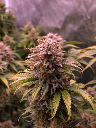 Growreport Bild 1