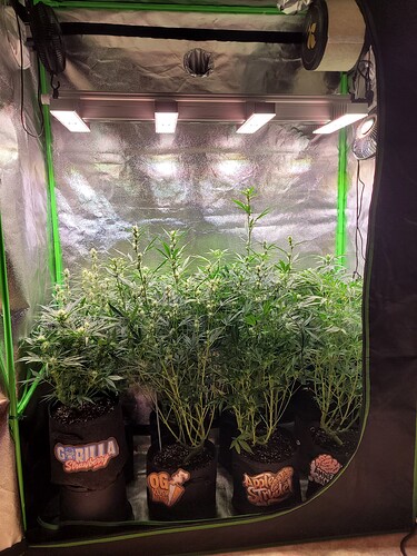 Growreport Bild 1