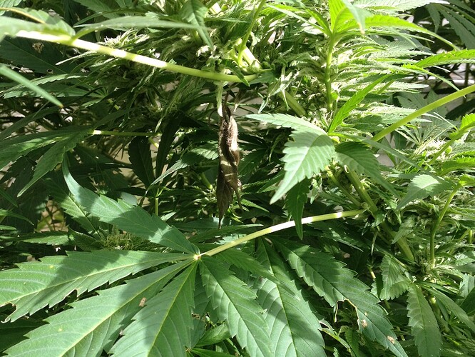 Grow25_1013b_03