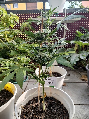 Growreport Bild 1